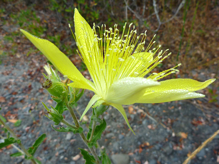 Side of a flower