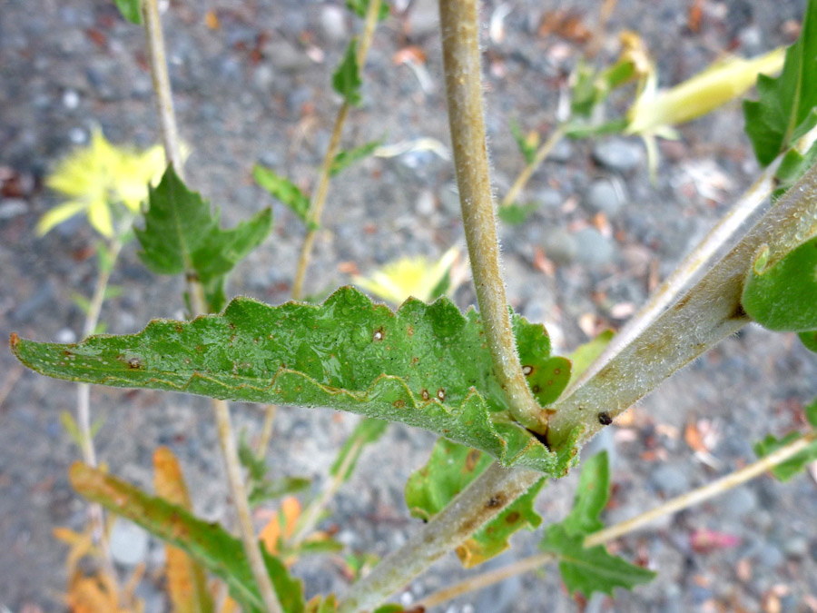 Leaf and stem