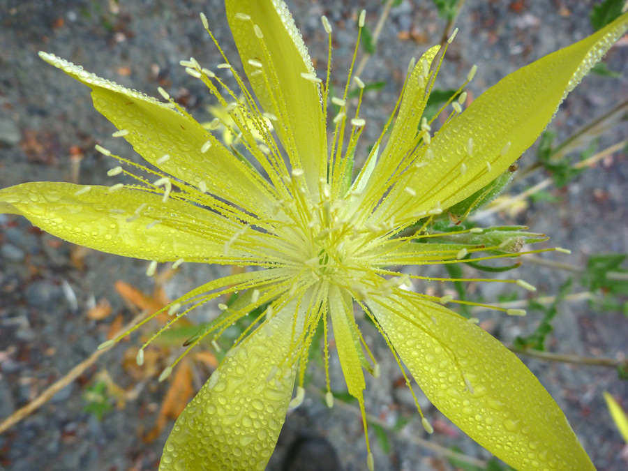 Dew on petals