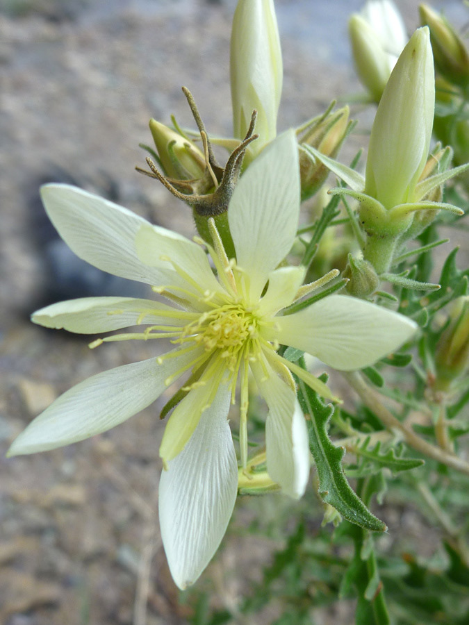 Flower and buds