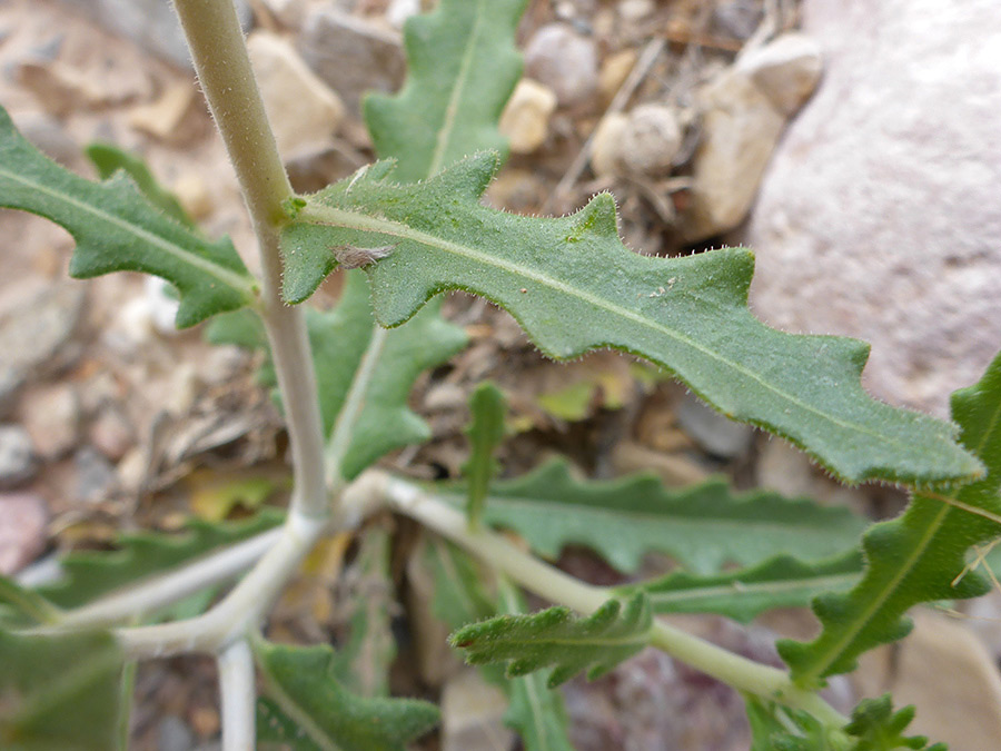 Stem leaf