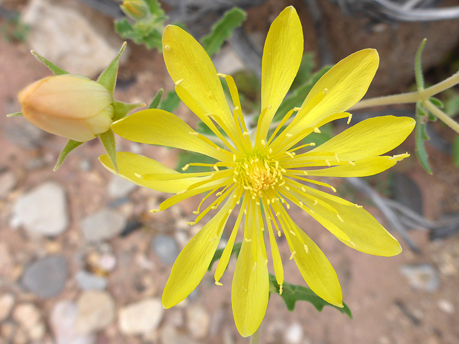 Yellow petals and stamens