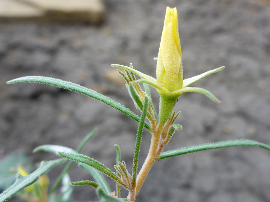 Yellow bud