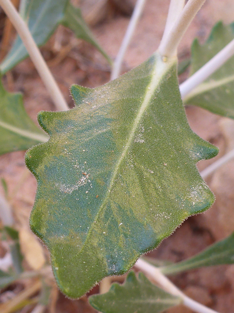 Wavy-edged leaf