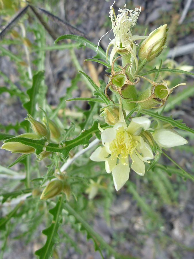 Buds and leaves