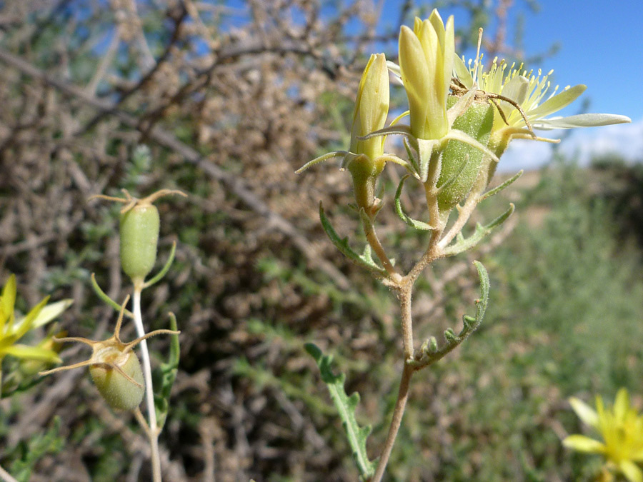 Fruit