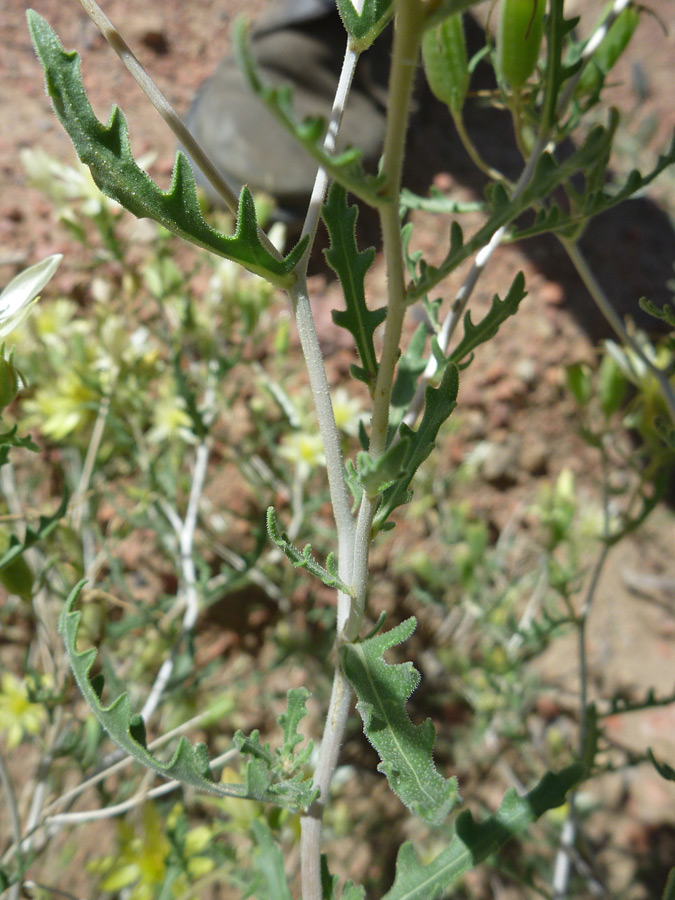 Lobed leaves