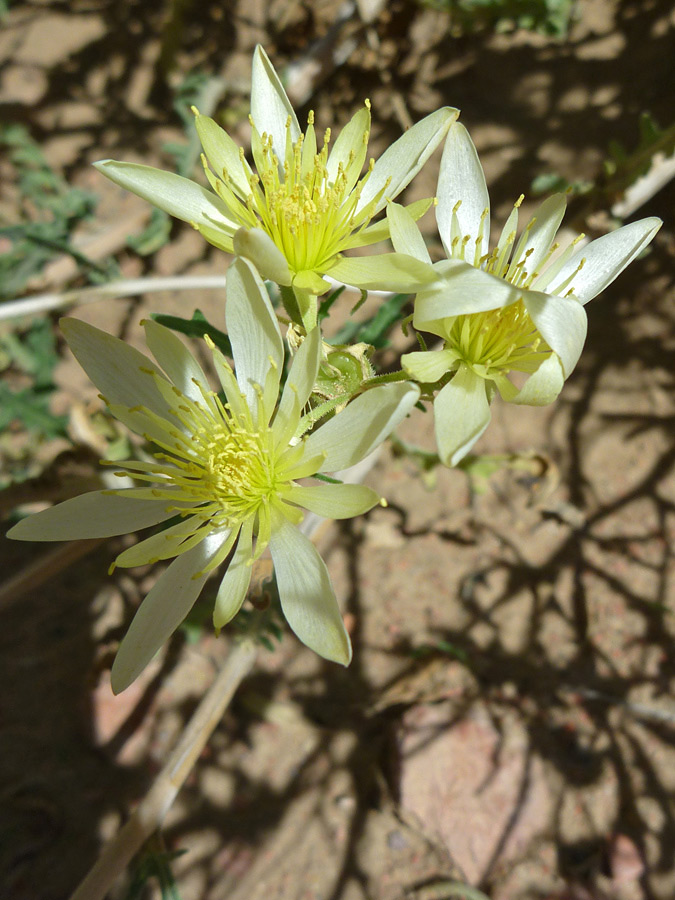 Three flowers