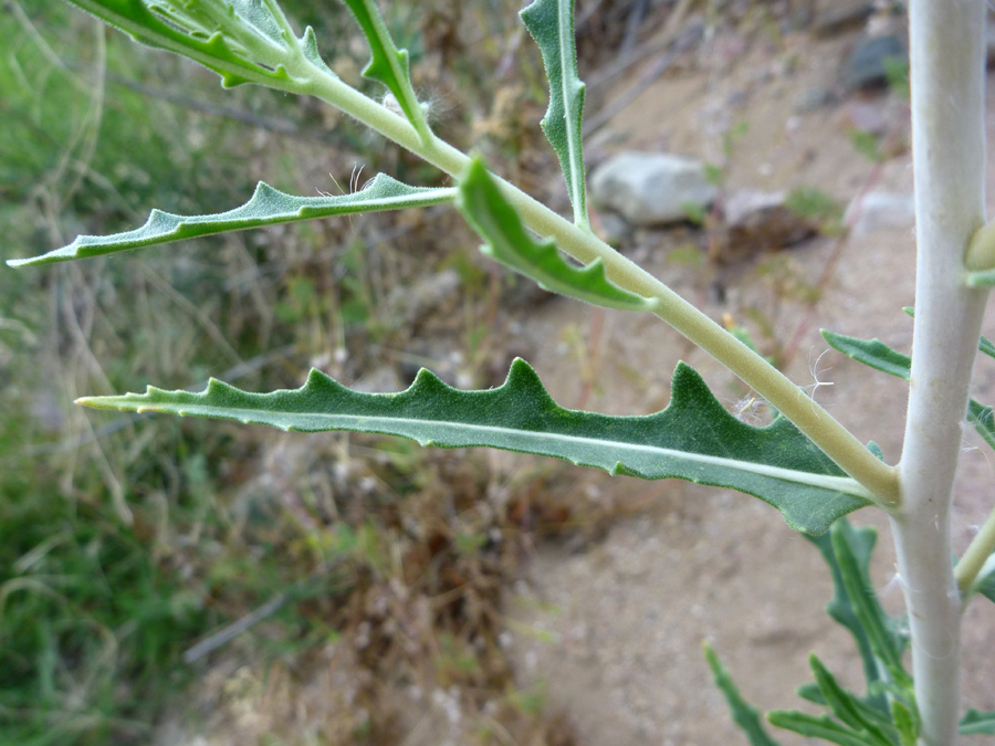 Lobed leaf