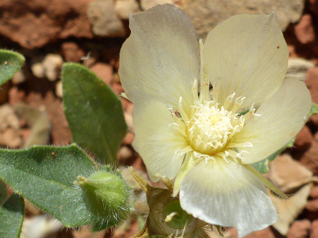 Leaf and flower