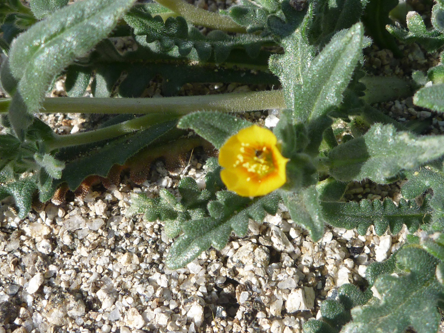 Stem and leaves