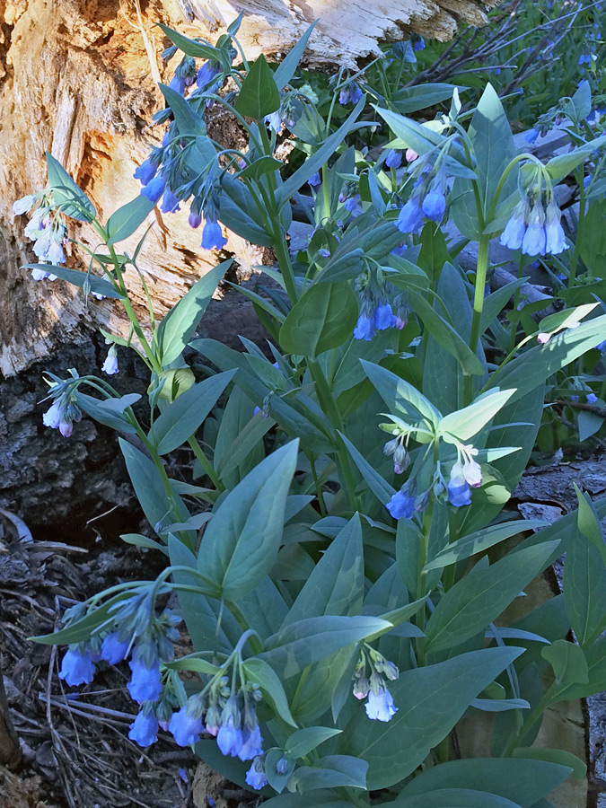 Flowering stems