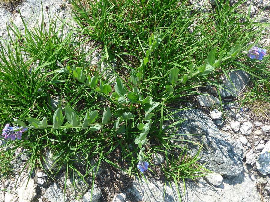 Stems and leaves