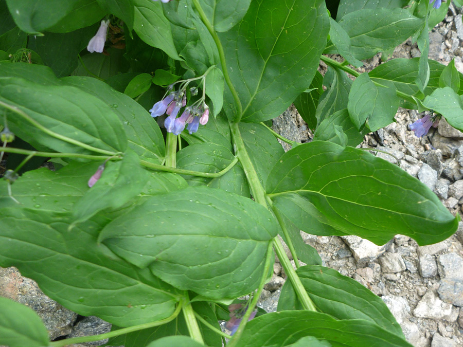 Leaves and stems