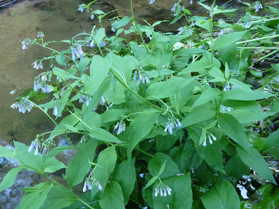 Large cluster