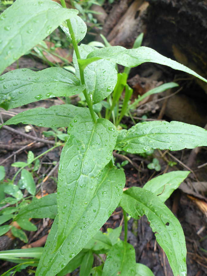 Stem and leaves