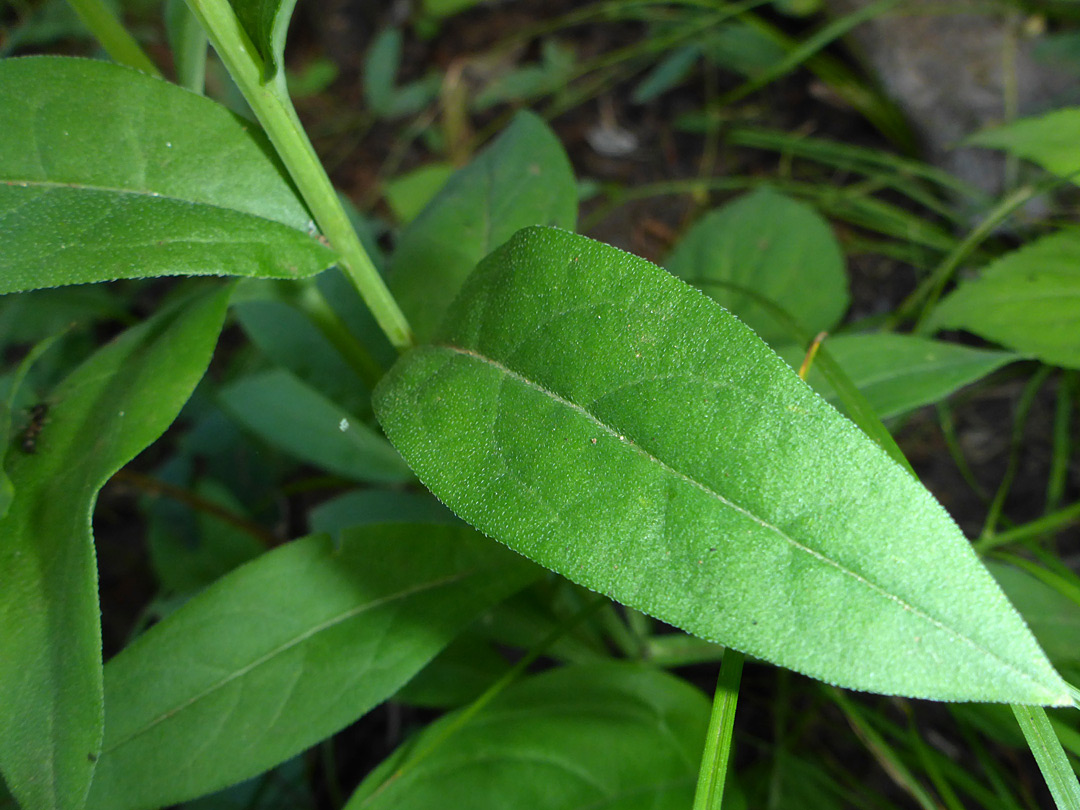 Alternate leaves