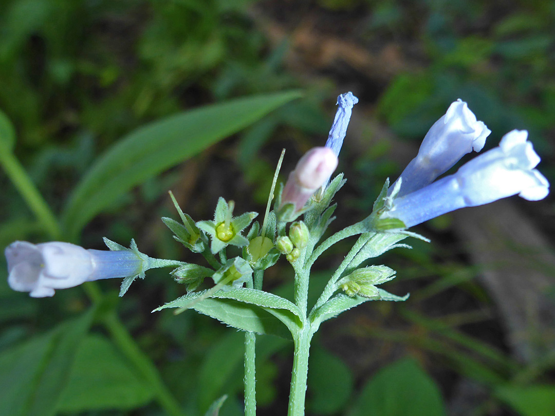 Hairy calyces and pedicels