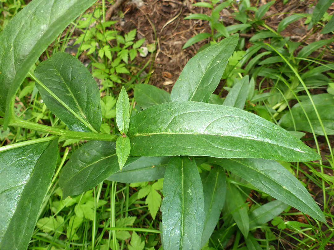 Leaves and stem