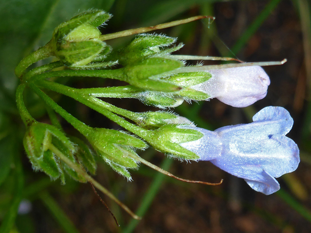 Hairy green sepals