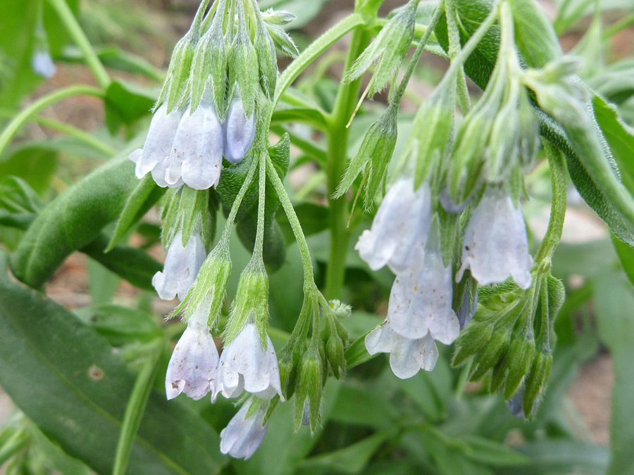 Pale blue flowers