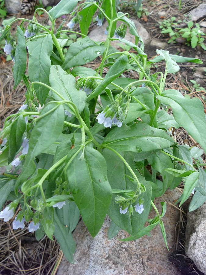 Stems and leaves