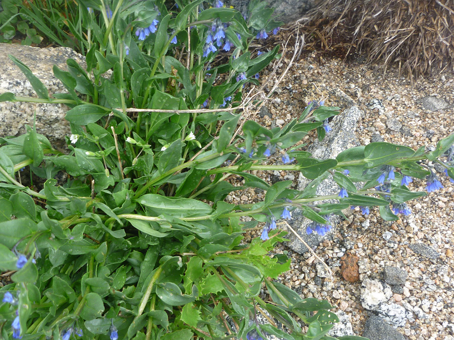 Dense foliage