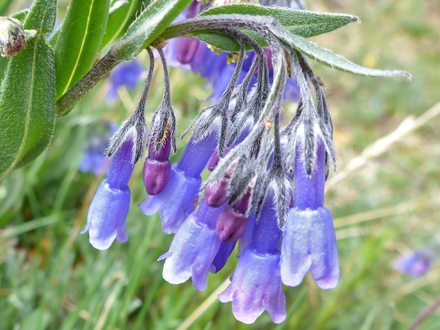 Blue flowers