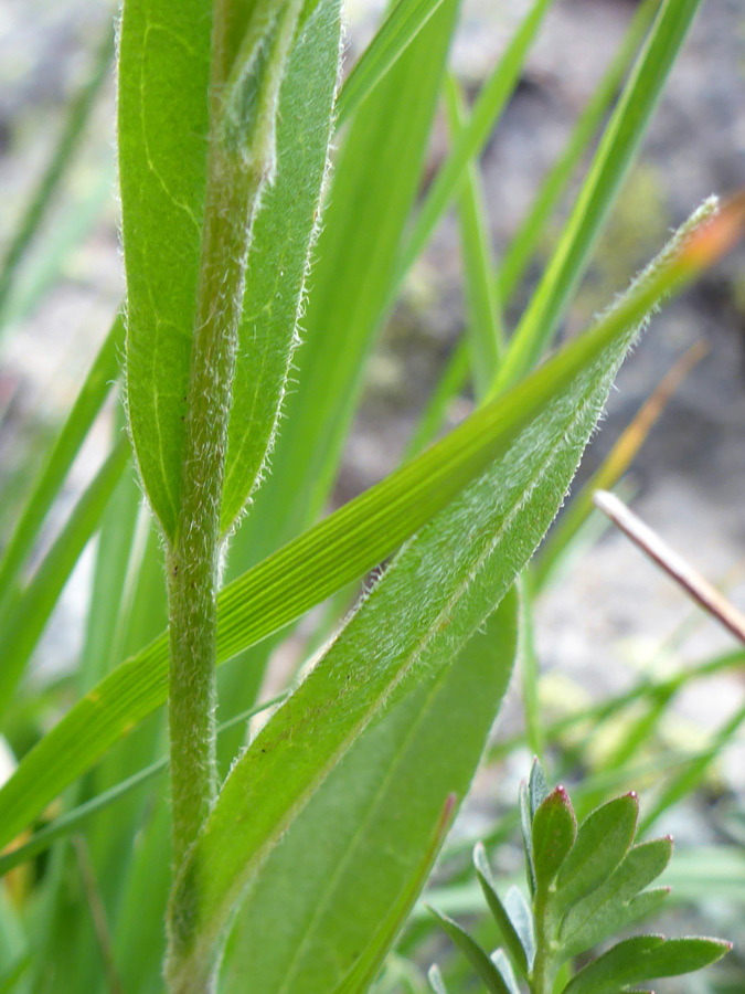 Hairy leaves and stem