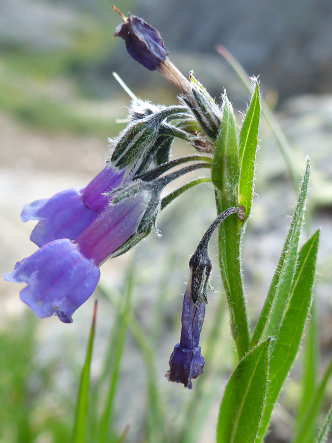 Hairy calyces