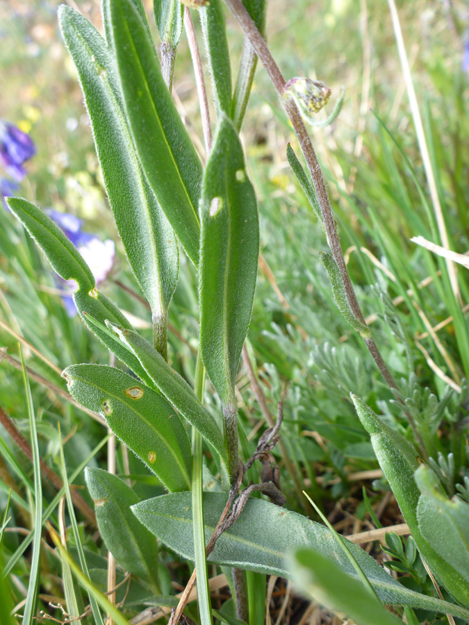 Upwards-pointing leaves