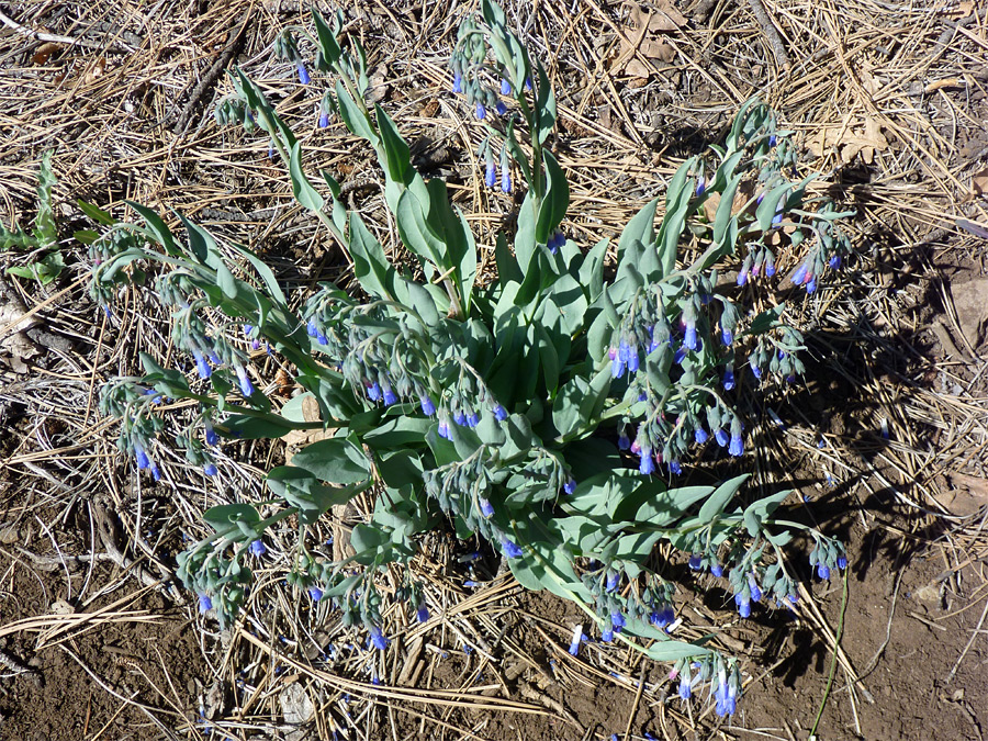 Large leaves