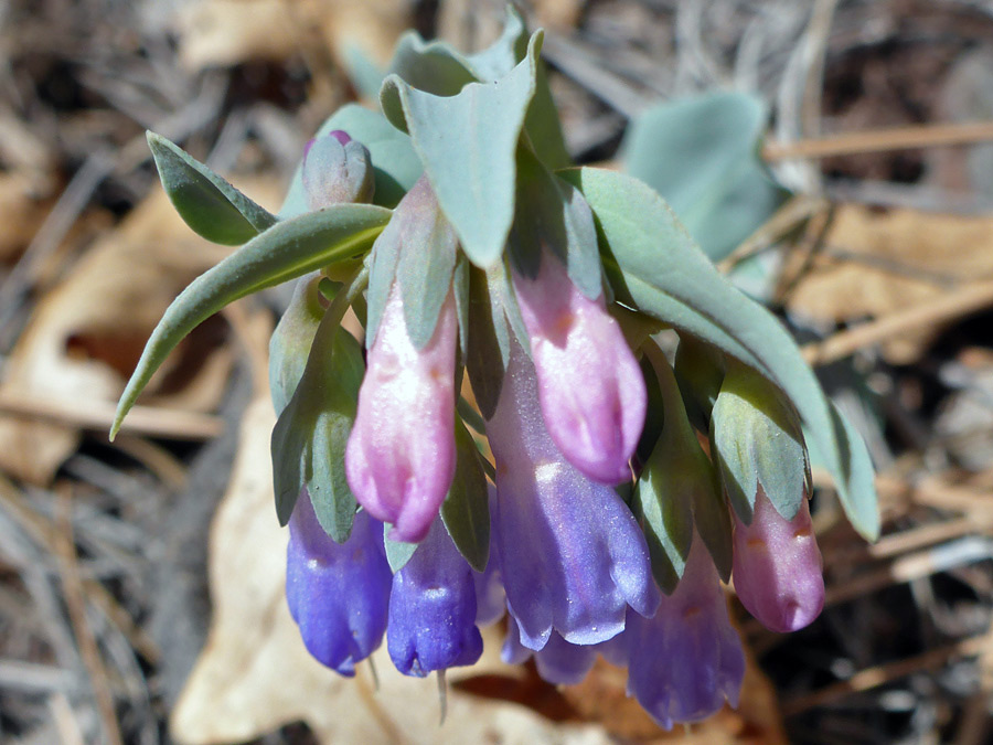 Blue-purple flowers