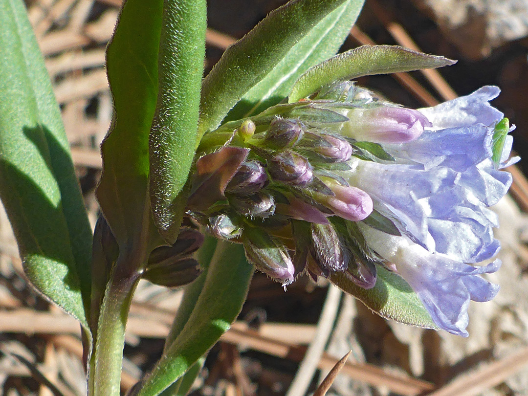 Leaves and flowers