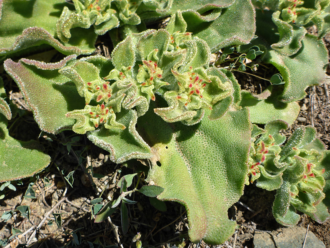 Gland-dotted leaves