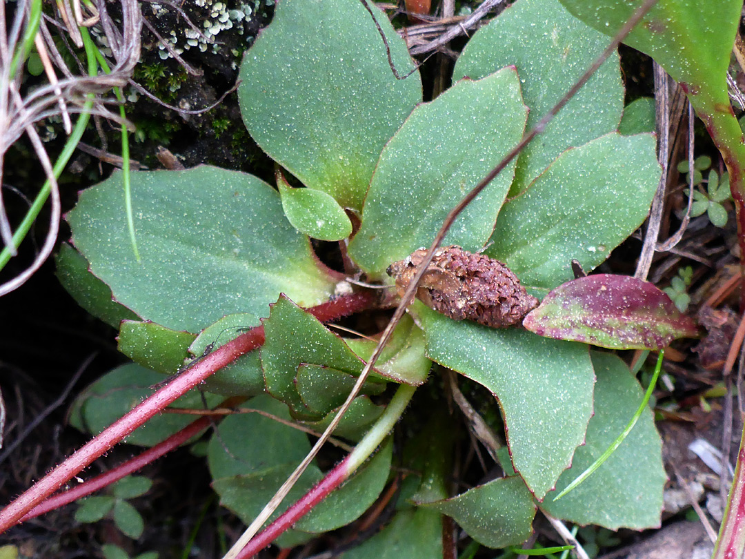 Toothed basal leaves