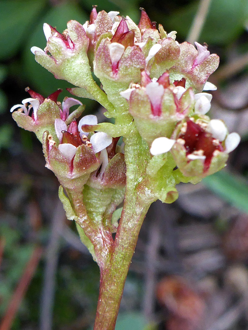 Hairless inflorescence