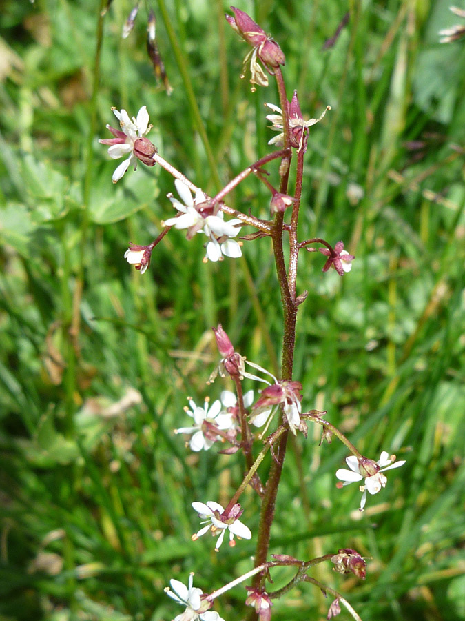 Stem with small flowers