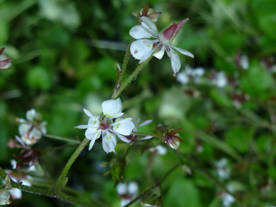 Delicate white flowers