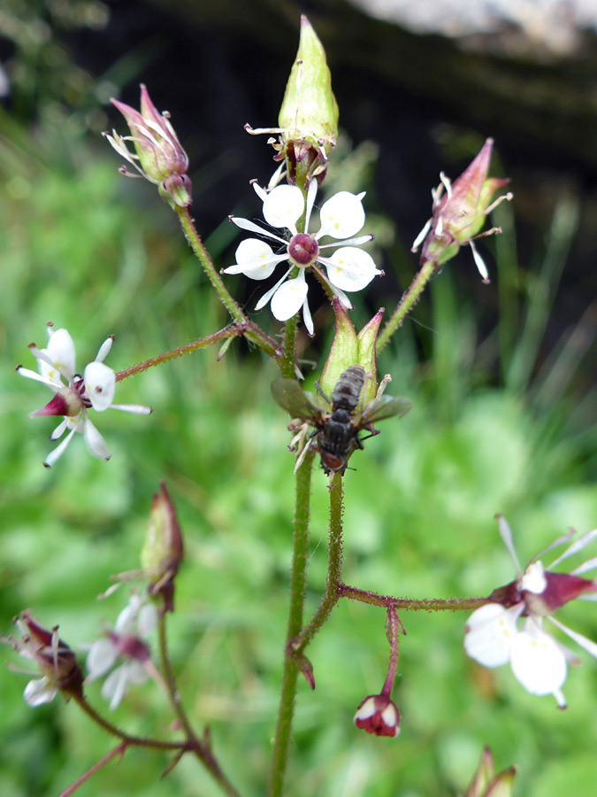 Branched inflorescence