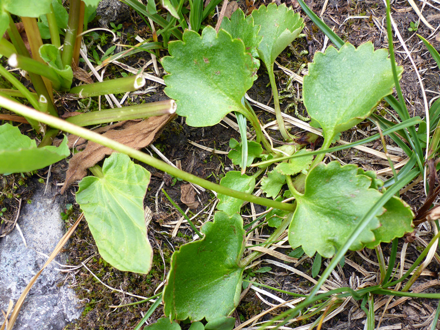 Basal leaves