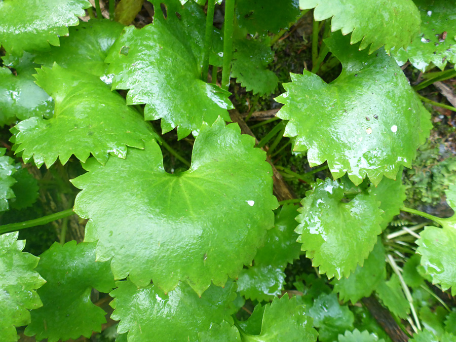 Toothed leaves