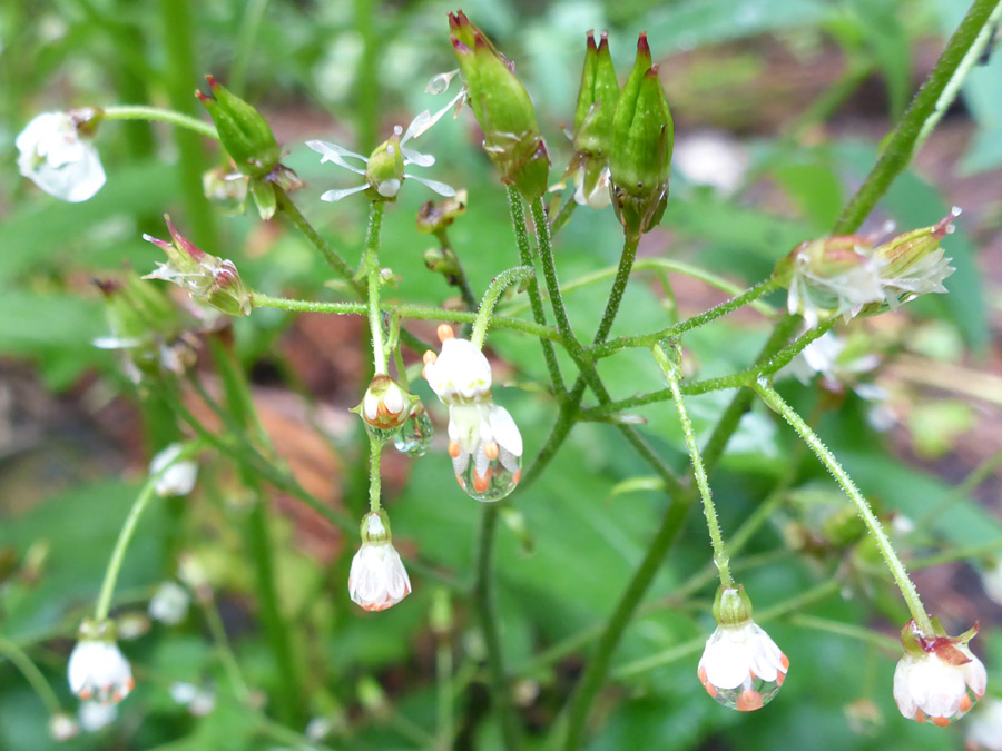 Raindrops on flowers