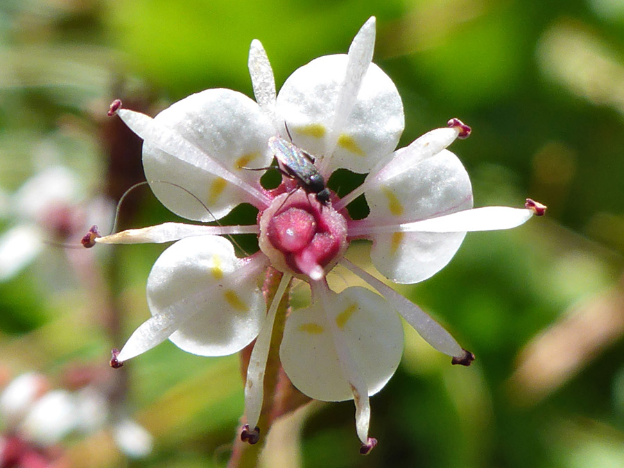 Petals and stamens