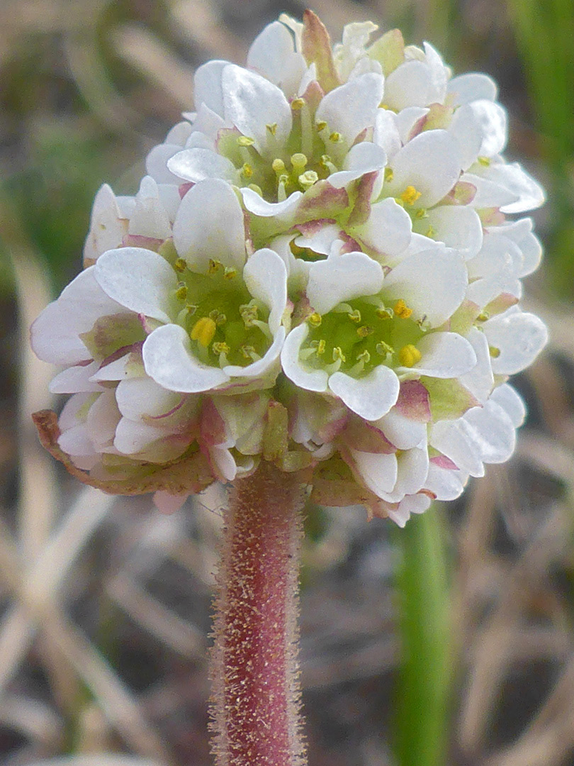 Compact flower cluster