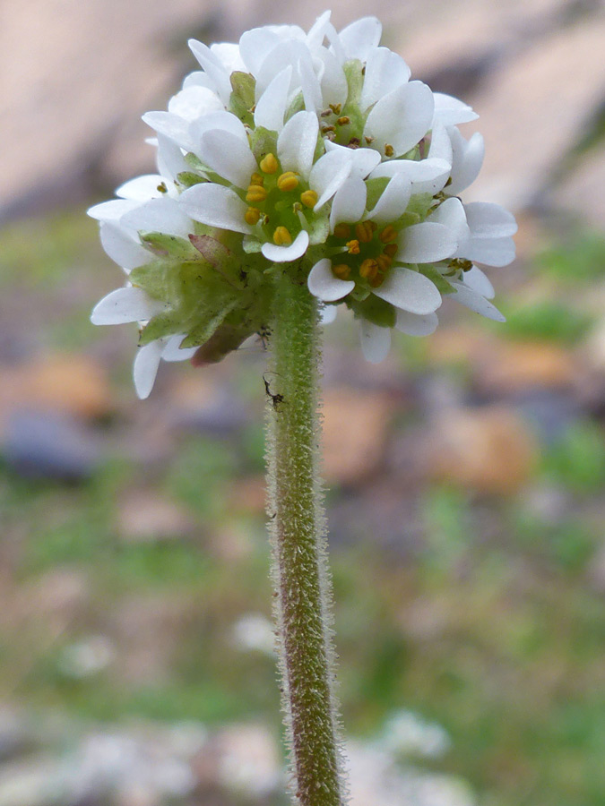 Spherical flower cluster