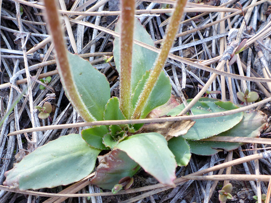 Three stems