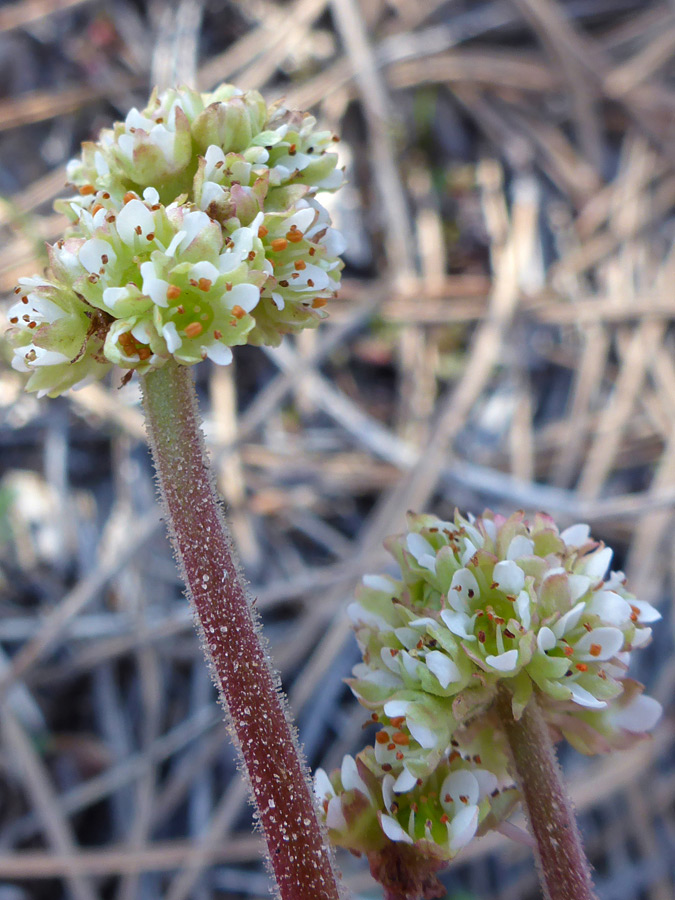 Pale green flowers