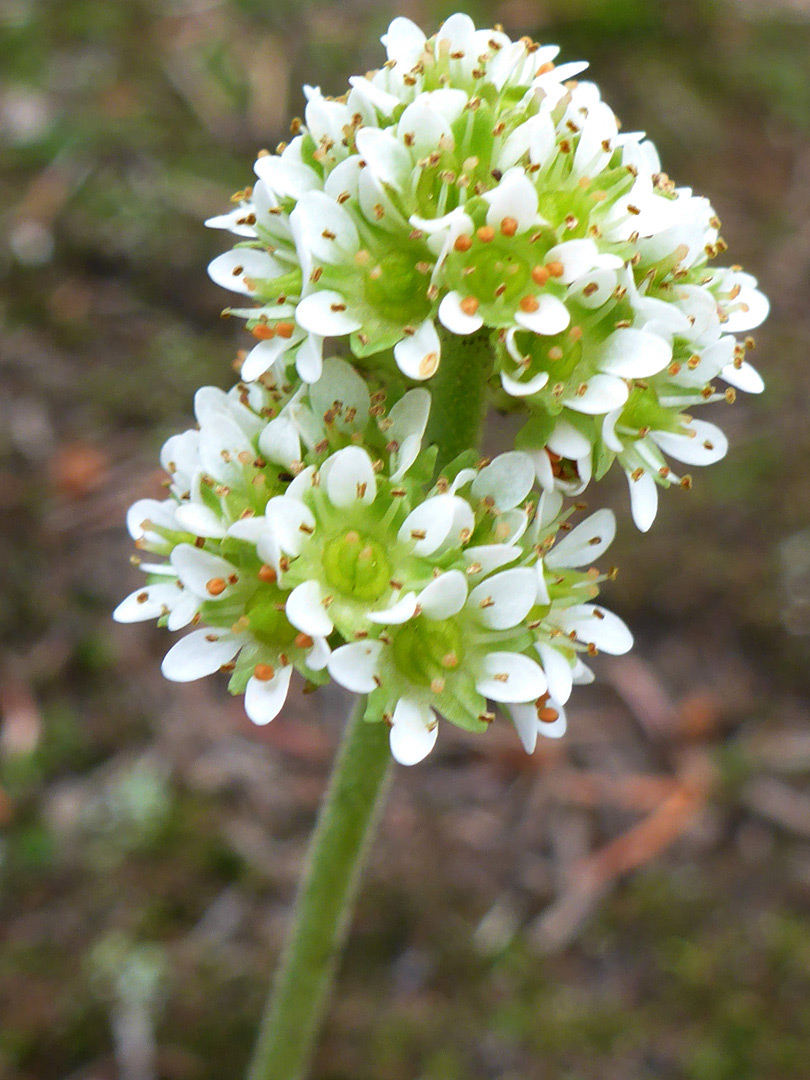 Greenish-white flowers