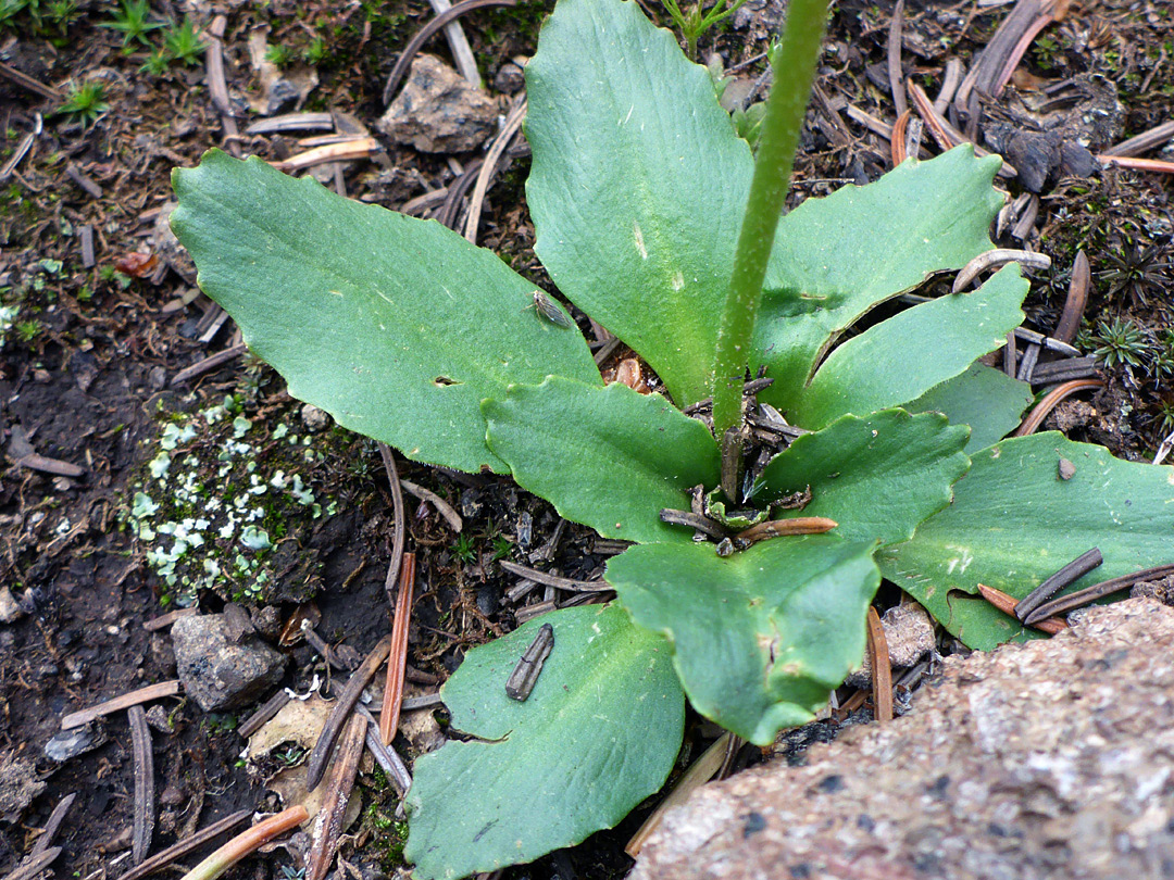Toothed, basal leaves